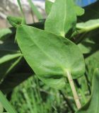 Cerinthe подвид caucasica