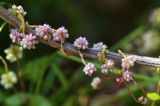 Cuscuta europaea. Часть побега с соцветиями. Казахстан, Тянь-Шань, хр. Заилийский Алатау, ущ. Кумбельсу в р-не пос. Кокшокы, у ручья на поросшем кустарниками склоне хребта, 2100 м н.у.м. 04.09.2016.