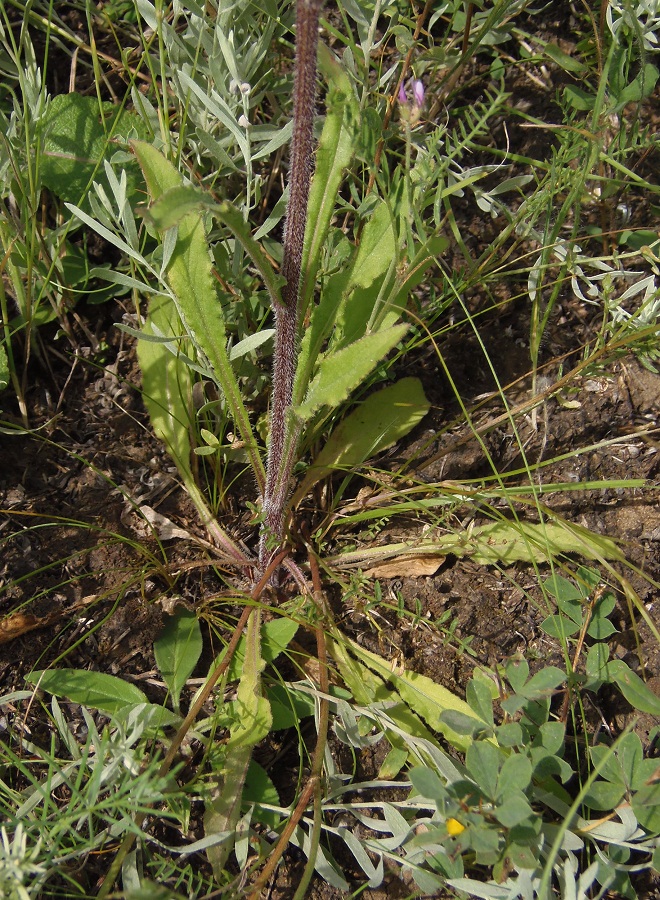 Image of Campanula sibirica specimen.