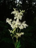 Filipendula ulmaria