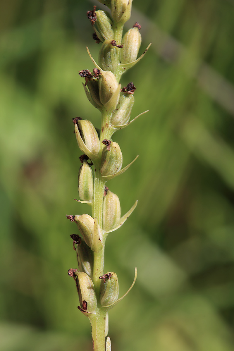 Изображение особи Platanthera ditmariana.