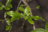 Pyracantha coccinea