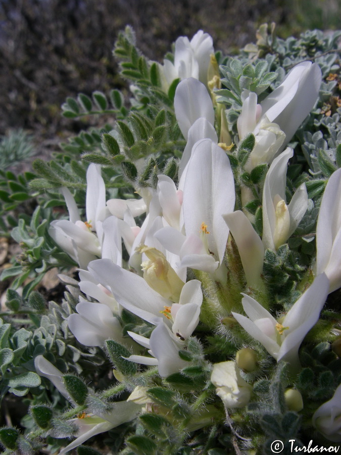 Изображение особи Astragalus rupifragus.