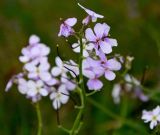 род Hesperis