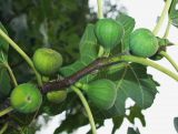 Ficus carica. Часть побега с соплодиями-сикониями и сидящими цикадками. Краснодарский край, г. Сочи, Лазаревский р-н, с. Барановка, в культуре. 05.08.2017.