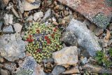 Saxifraga eschscholtzii. Плодоносящее растение. Чукотка, побережье бухты Провидения, на скалах. 01.08.2008.