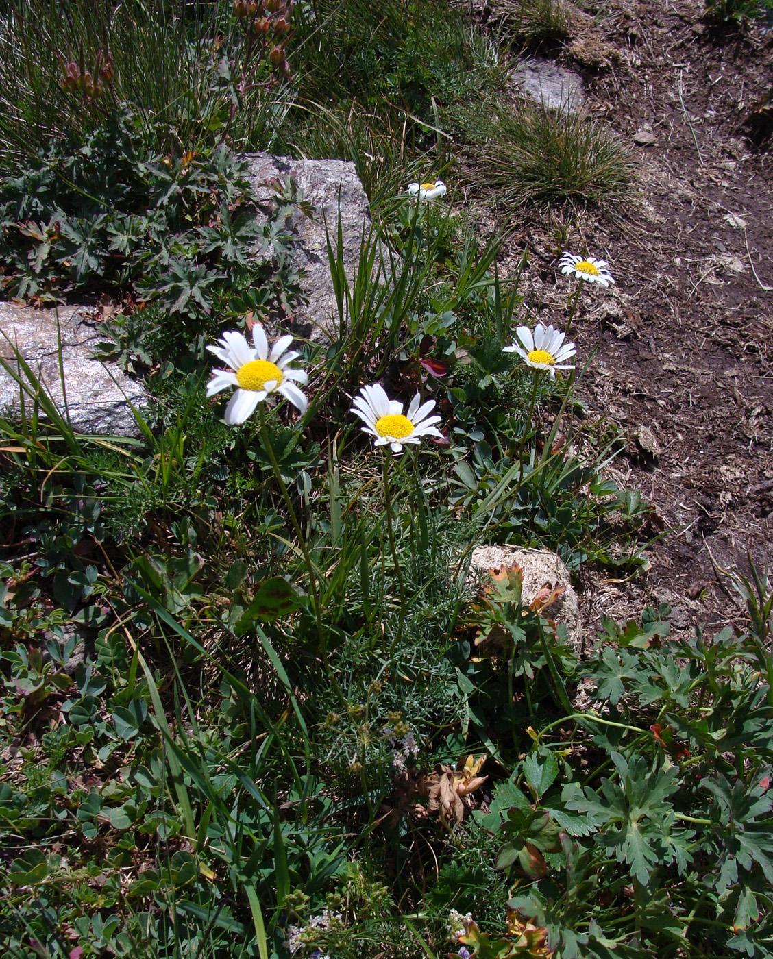 Изображение особи Tripleurospermum caucasicum.