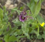 Nonea intermedia