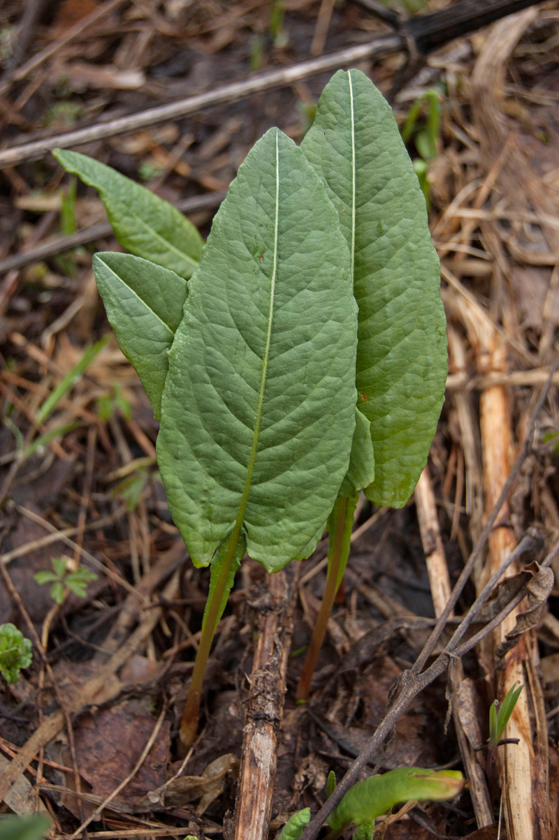 Изображение особи Bistorta officinalis.