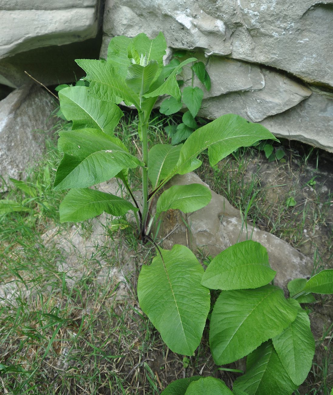 Изображение особи Inula helenium.