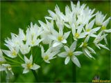 Allium ursinum. Соцветия. Украина, Ивано-Франковская обл., Болеховский горсовет, Поляницкий сельсовет, окр. с. Поляница, луг на берегу р. Сукель. 13.05.2018.