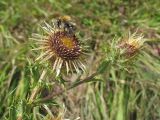 Carlina vulgaris