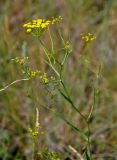 Bupleurum scorzonerifolium. Верхушка цветущего растения. Хакасия, Ширинский р-н, берег оз. Малое Белё, степь. 12.07.2018.