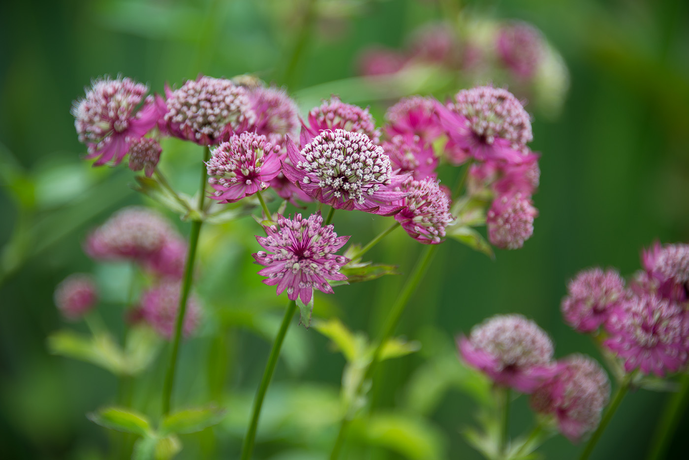 Image of Astrantia major specimen.