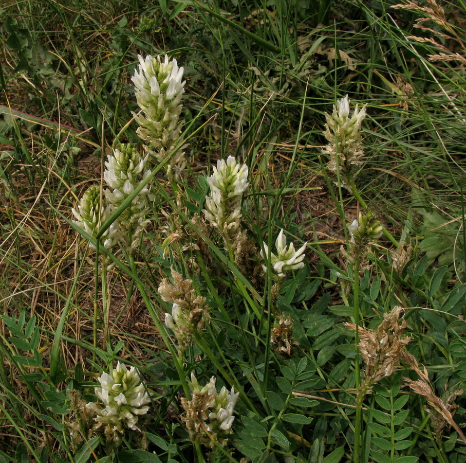 Изображение особи Astragalus inopinatus.