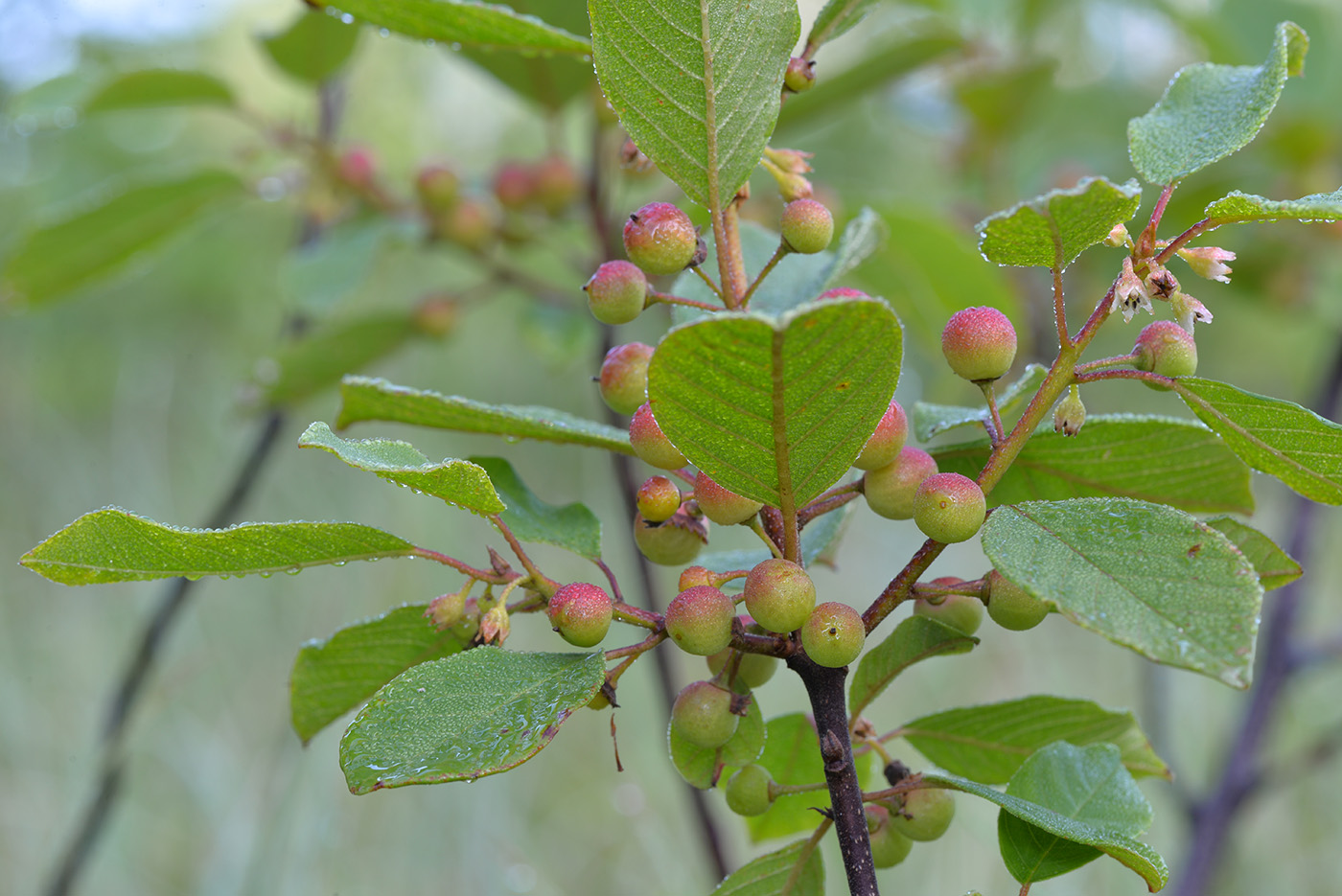 Изображение особи Frangula alnus.