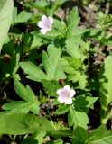 Geranium sibiricum