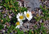 Dryas oxyodonta