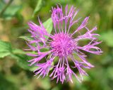 Centaurea pseudophrygia