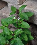 Ocimum basilicum. Верхушка цветущего растения. Челябинская обл., Сосновский р-н, пос. Кременкуль, в культуре. 27.07.2020.