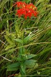 Lychnis wilfordii