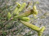 Silene thymifolia