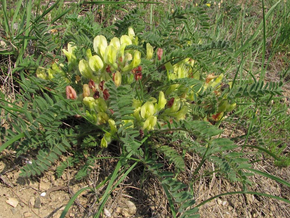 Изображение особи Astragalus utriger.