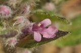 Ajuga multiflora