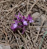 Orchis anatolica