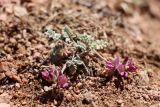 Oxytropis jucunda