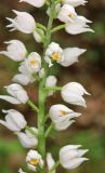 Cephalanthera longifolia. Часть соцветия. Дагестан, Магарамкентский р-н, окр. с. Хтун-Казмаляр, Самурский лес. 7 мая 2022 г.