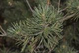 Pinus sylvestris