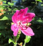 Rhododendron camtschaticum. Цветок. Московская обл., Щёлковский р-н, в культуре. 13.09.2023.