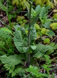 Tephroseris cladobotrys. Нижняя часть побега. Дагестан, Казбековский р-н, долина р. Сулак, Сулакский каньон, ≈ 900 м н.у.м., опушка широколиственного леса. 01.05.2022.