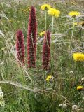 Echium russicum