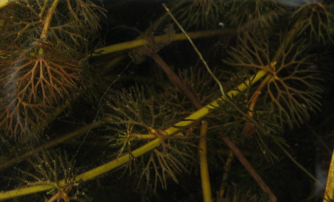 Изображение особи Ranunculus circinatus.