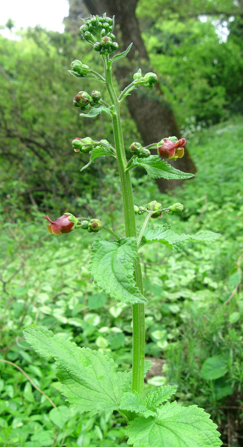 Изображение особи Scrophularia scopolii.