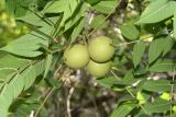 Juglans nigra