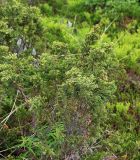 Juniperus sibirica. Молодое растение в зарослях берёзы. Мурманская обл., Кандалакшский р-н, окр. пос. Лувеньга, южный склон гор Лувеньгские Тундры, пояс берёзового криволесья, 340 м н.у.м. 01.07.2010.