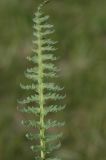 Pedicularis songarica