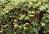 Lonicera japonica