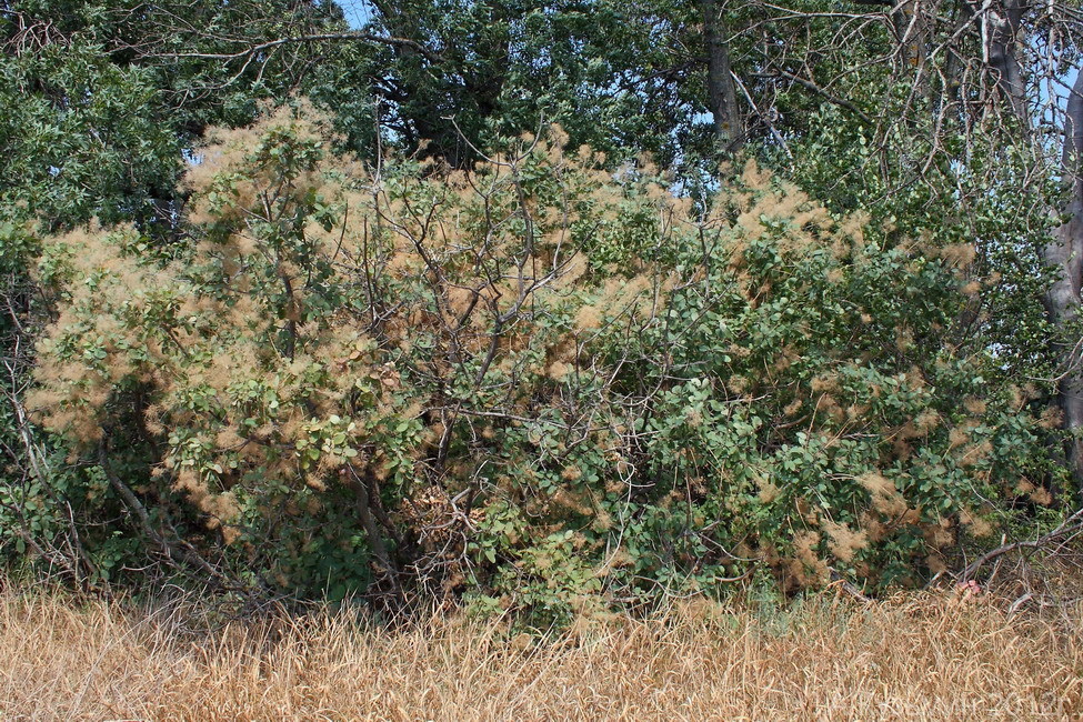 Изображение особи Cotinus coggygria.