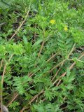 Potentilla supina. Цветущее растение (вид сверху). Краснодарский край, Кущёвский р-н, станица Шкуринская, пустыри. 26.05.2009.