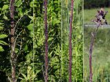 Cirsium palustre