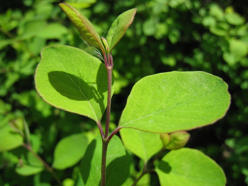 Image of Symphoricarpos albus var. laevigatus specimen.