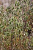 Eremopyrum bonaepartis. Цветущие растения. Южный Казахстан, восточная граница пустыни Кызылкум. 04.05.2013.