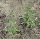 Amethystea caerulea