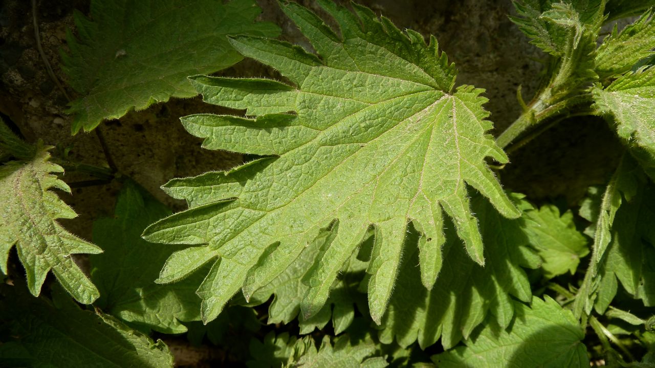 Изображение особи Urtica dioica.