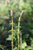 Equisetum sylvaticum. Верхушки спороносных побегов. Ленинградская обл., Кингисеппский р-н, сосновый лес между оз. Судачье и Бабинское. 17.05.2014.