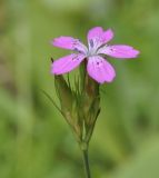 Dianthus armeria